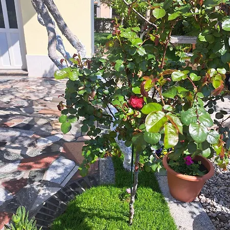 Apartment Nena